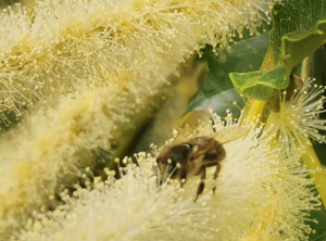 how to use honey as a wound dressing